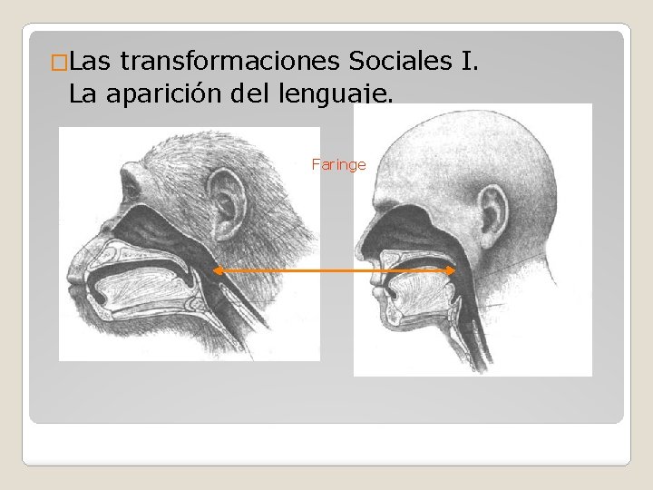 �Las transformaciones Sociales I. La aparición del lenguaje. Faringe 