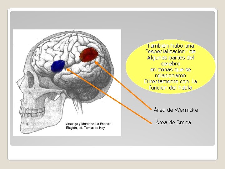 También hubo una “especialización” de Algunas partes del cerebro en zonas que se relacionaron