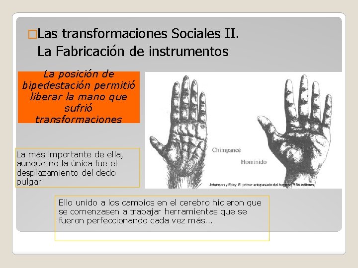 �Las transformaciones Sociales II. La Fabricación de instrumentos La posición de bipedestación permitió liberar