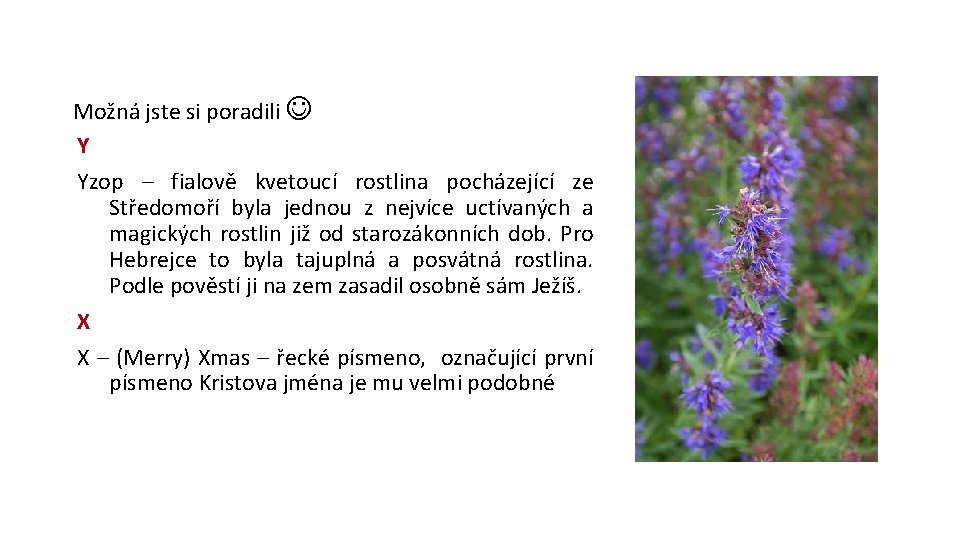 Možná jste si poradili Y Yzop – fialově kvetoucí rostlina pocházející ze Středomoří byla