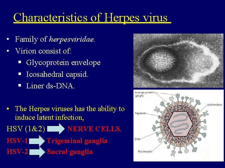 Characteristics of Herpes virus • Family of herpesviridae. • Virion consist of: § Glycoprotein