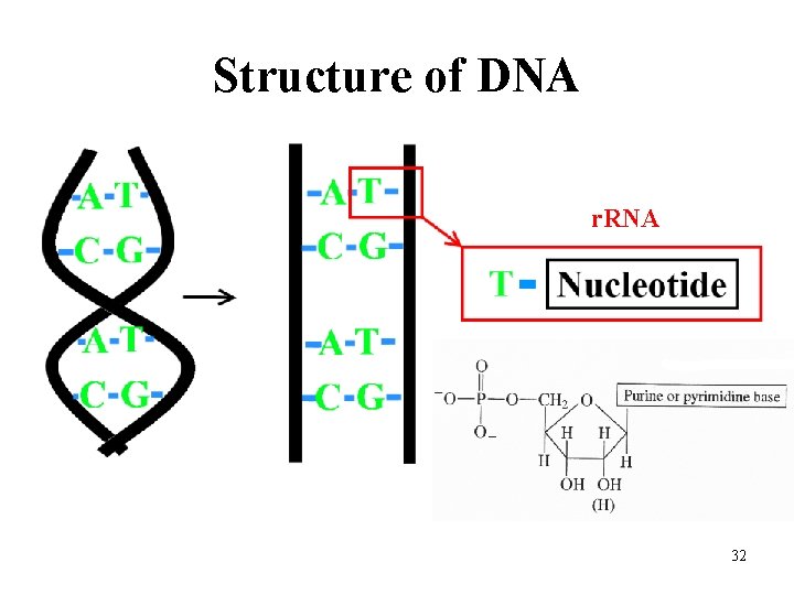 Structure of DNA r. RNA 32 