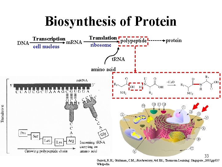 Biosynthesis of Protein Transcription m. RNA DNA cell nucleus Translation polypeptide ribosome protein t.