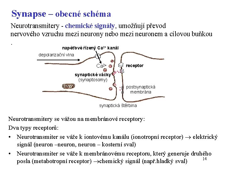 Synapse – obecné schéma Neurotransmitery - chemické signály, umožňují převod nervového vzruchu mezi neurony