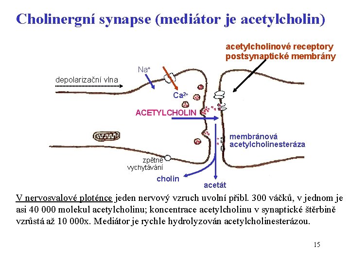 Cholinergní synapse (mediátor je acetylcholin) acetylcholinové receptory postsynaptické membrány Na+ depolarizační vlna Ca 2+