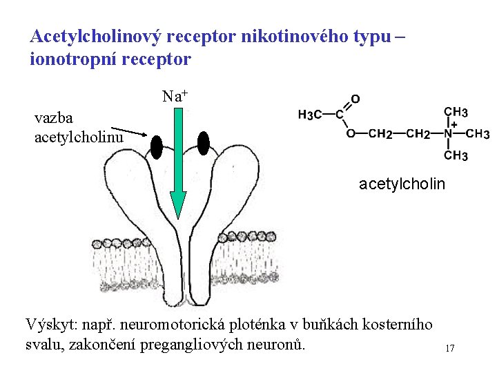 Acetylcholinový receptor nikotinového typu – ionotropní receptor Na+ vazba acetylcholinu acetylcholin Výskyt: např. neuromotorická