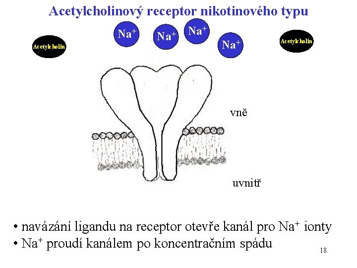 Acetylcholinový receptor nikotinového typu Na+ Acetylcholin Na+ Na+ Acetylcholin vně uvnitř • navázání ligandu