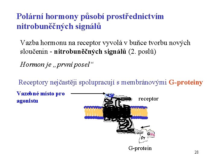 Polární hormony působí prostřednictvím nitrobuněčných signálů Vazba hormonu na receptor vyvolá v buňce tvorbu