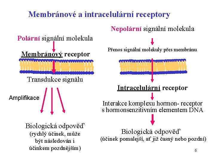 Membránové a intracelulární receptory Nepolární signální molekula Polární signální molekula Membránový receptor Přenos signální