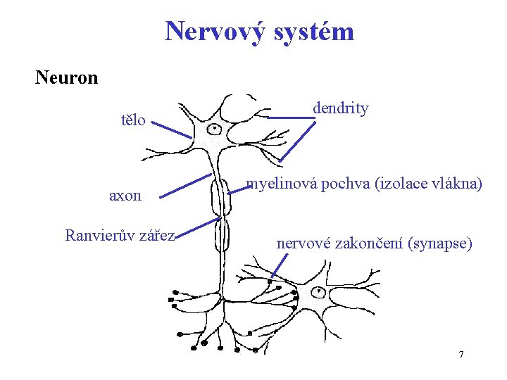 Nervový systém Neuron tělo axon Ranvierův zářez dendrity myelinová pochva (izolace vlákna) nervové zakončení