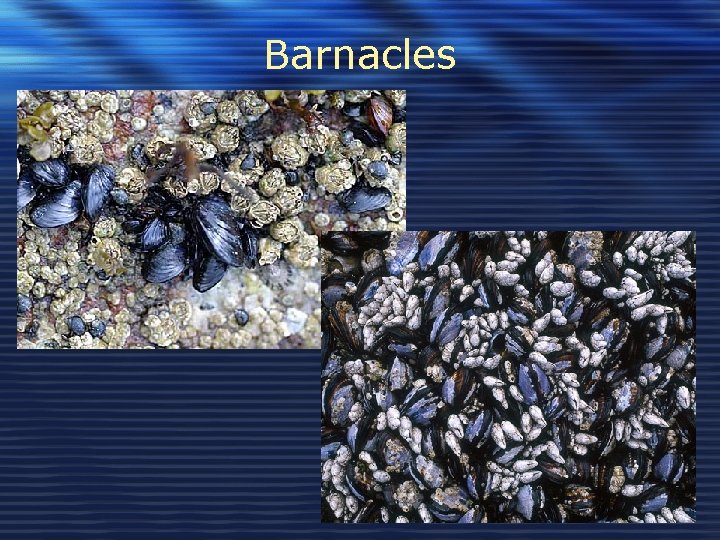 Barnacles 