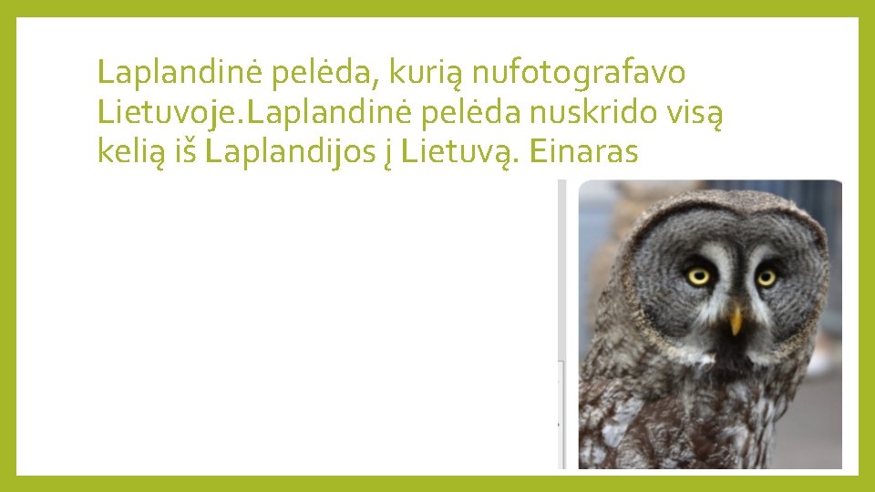 Laplandinė pelėda, kurią nufotografavo Lietuvoje. Laplandinė pelėda nuskrido visą kelią iš Laplandijos į Lietuvą.