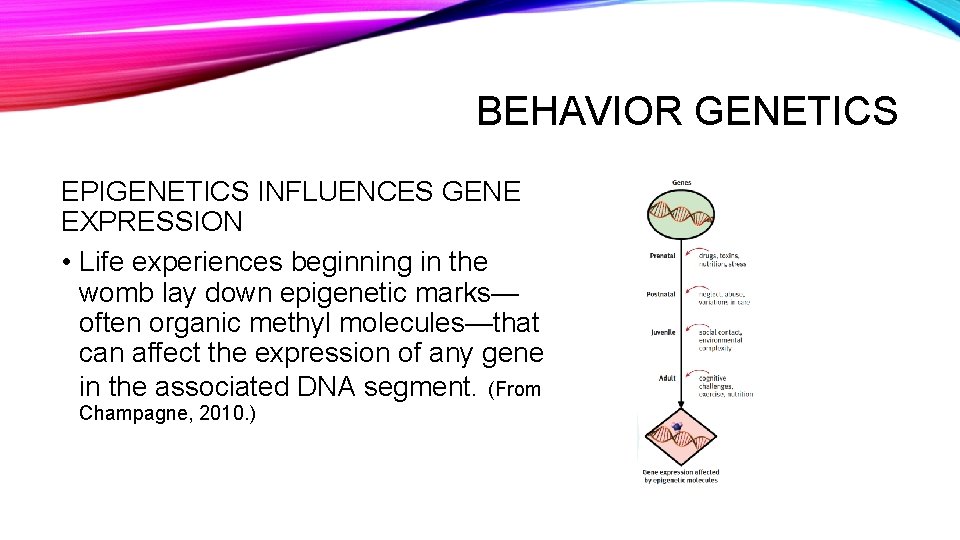 BEHAVIOR GENETICS EPIGENETICS INFLUENCES GENE EXPRESSION • Life experiences beginning in the womb lay