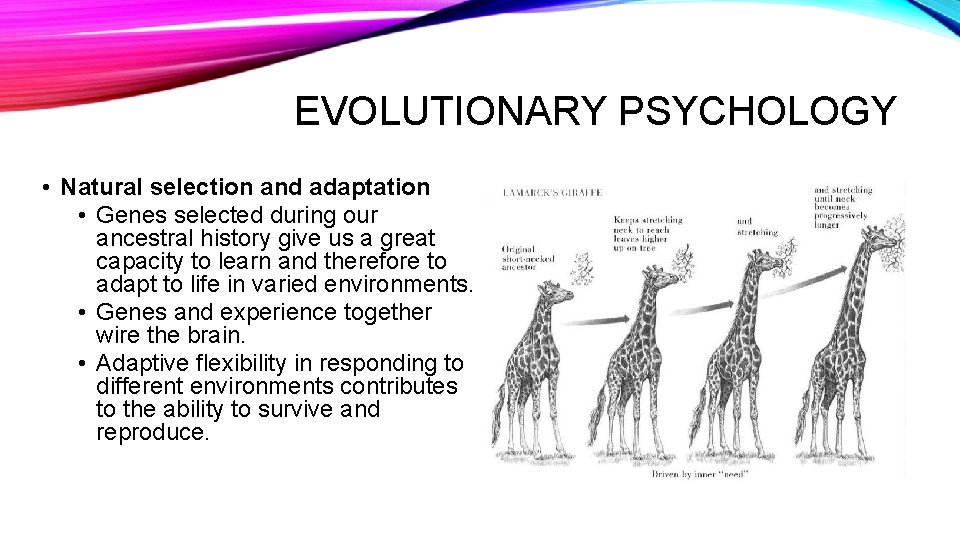 EVOLUTIONARY PSYCHOLOGY • Natural selection and adaptation • Genes selected during our ancestral history