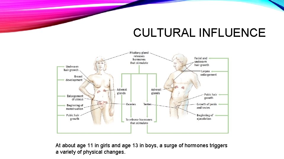 CULTURAL INFLUENCE At about age 11 in girls and age 13 in boys, a
