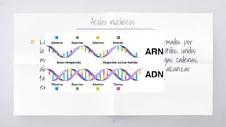 Ácidos nucleicos ▧ Los ácidos nucleicos son grandes polímeros formados por la repetición de