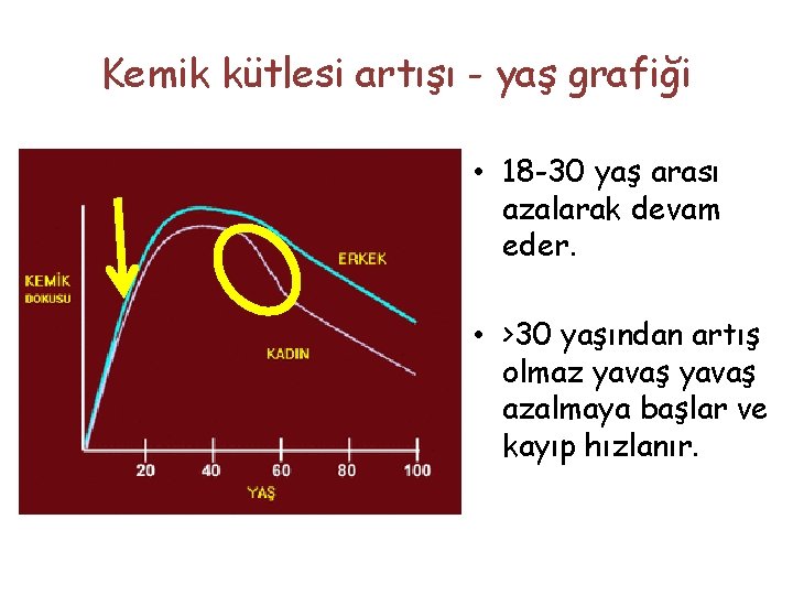 Kemik kütlesi artışı - yaş grafiği • 18 -30 yaş arası azalarak devam eder.