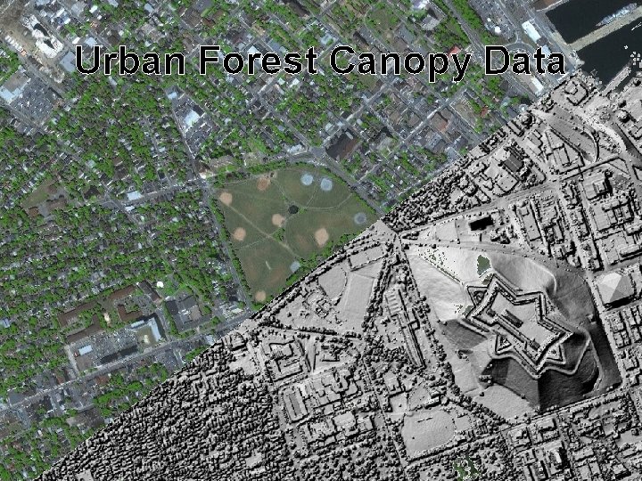 Urban Forest Canopy Data 