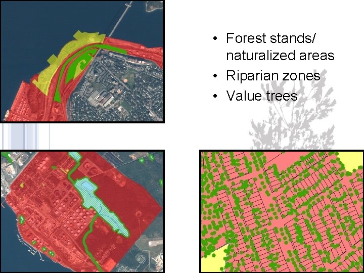  • Forest stands/ naturalized areas • Riparian zones • Value trees 