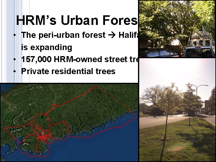 HRM’s Urban Forest • The peri-urban forest Halifax is expanding • 157, 000 HRM-owned