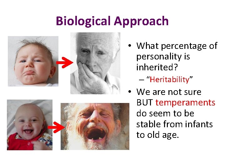 Biological Approach • What percentage of personality is inherited? – “Heritability” • We are