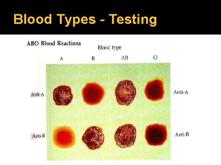 Blood Types - Testing 