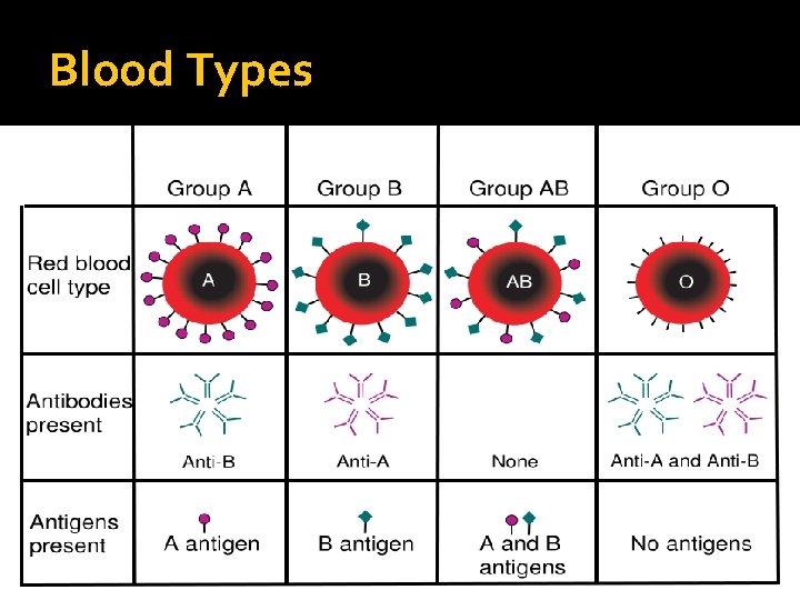 Blood Types 