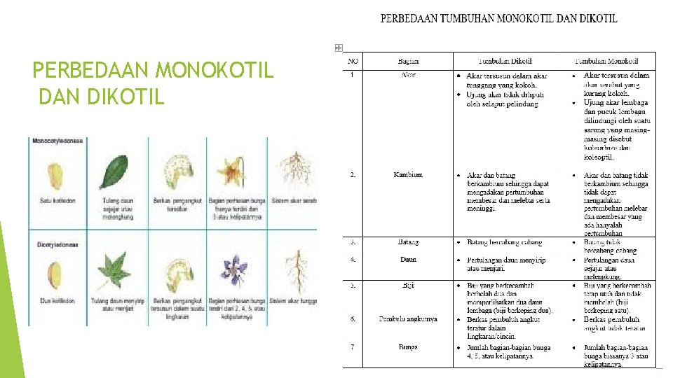 PERBEDAAN MONOKOTIL DAN DIKOTIL 