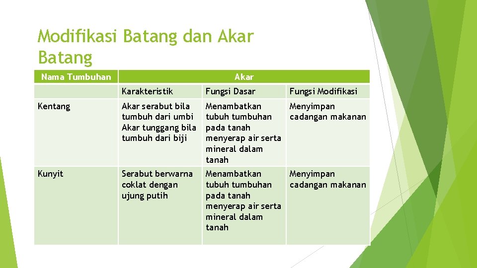 Modifikasi Batang dan Akar Batang Nama Tumbuhan Akar Karakteristik Fungsi Dasar Fungsi Modifikasi Kentang