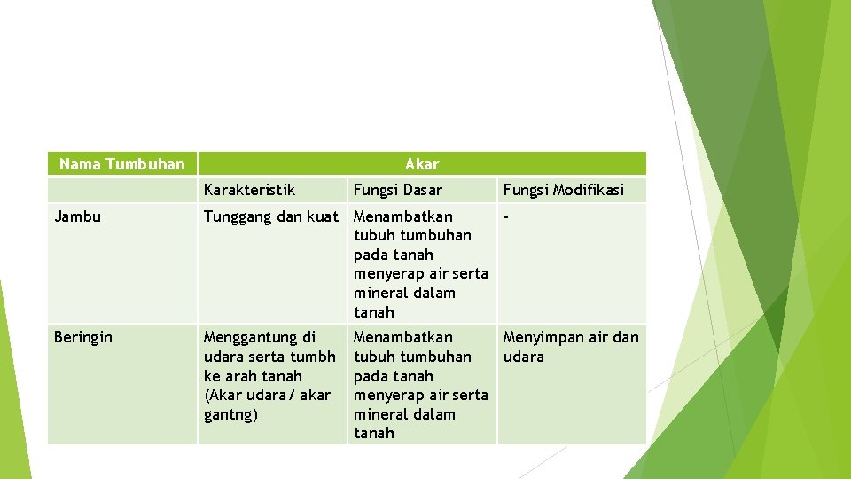 Nama Tumbuhan Akar Karakteristik Fungsi Dasar Fungsi Modifikasi Jambu Tunggang dan kuat Menambatkan tubuh