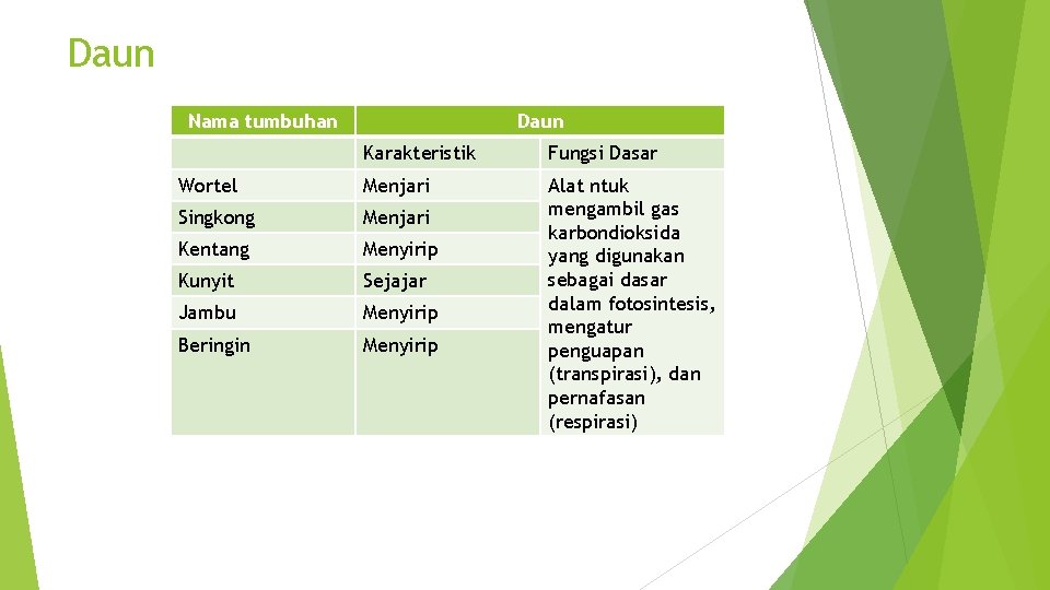 Daun Nama tumbuhan Daun Karakteristik Fungsi Dasar Wortel Menjari Singkong Menjari Kentang Menyirip Kunyit