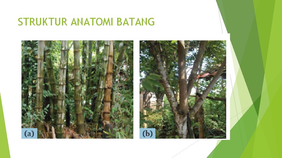 STRUKTUR ANATOMI BATANG 