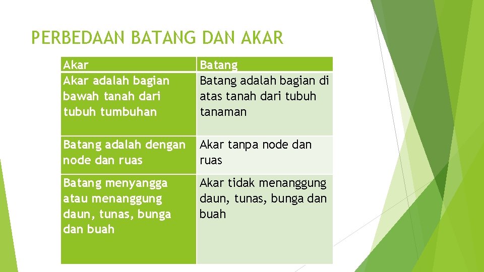 PERBEDAAN BATANG DAN AKAR Akar adalah bagian bawah tanah dari tubuh tumbuhan Batang adalah