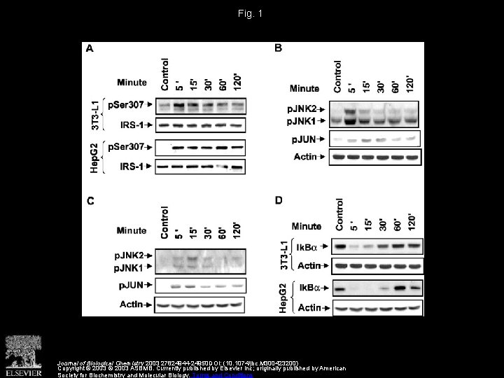 Fig. 1 Journal of Biological Chemistry 2003 27824944 -24950 DOI: (10. 1074/jbc. M 300423200)