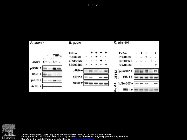 Fig. 2 Journal of Biological Chemistry 2003 27824944 -24950 DOI: (10. 1074/jbc. M 300423200)