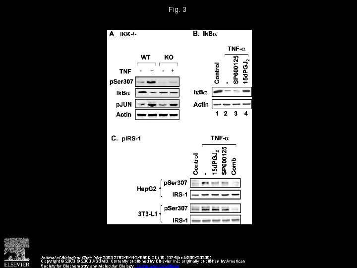 Fig. 3 Journal of Biological Chemistry 2003 27824944 -24950 DOI: (10. 1074/jbc. M 300423200)