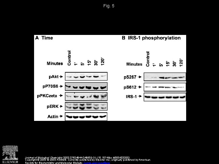 Fig. 5 Journal of Biological Chemistry 2003 27824944 -24950 DOI: (10. 1074/jbc. M 300423200)