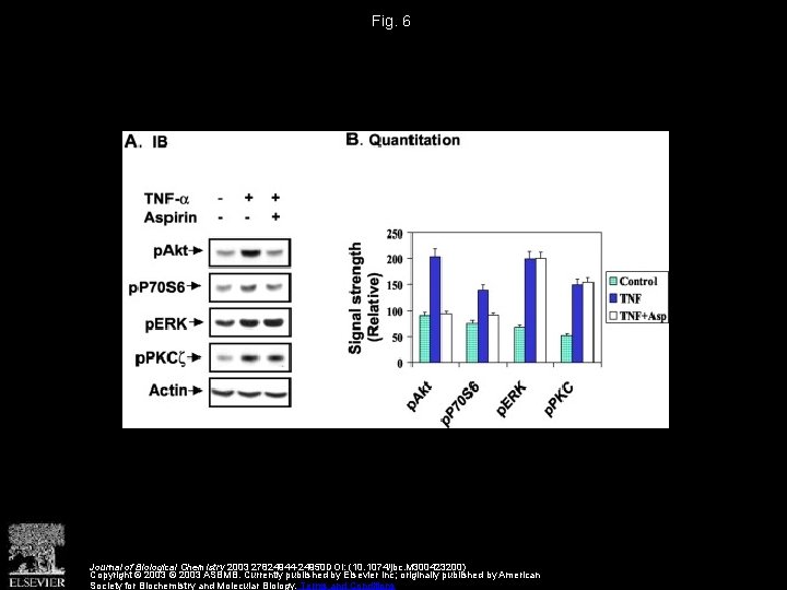 Fig. 6 Journal of Biological Chemistry 2003 27824944 -24950 DOI: (10. 1074/jbc. M 300423200)