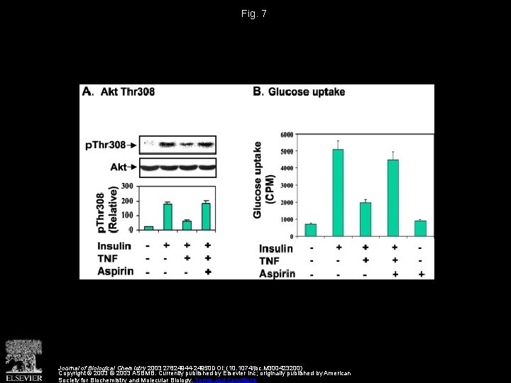 Fig. 7 Journal of Biological Chemistry 2003 27824944 -24950 DOI: (10. 1074/jbc. M 300423200)