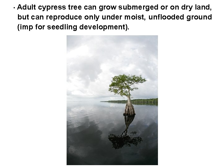  • Adult cypress tree can grow submerged or on dry land, but can
