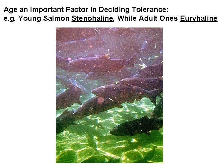Age an Important Factor in Deciding Tolerance: e. g. Young Salmon Stenohaline, While Adult
