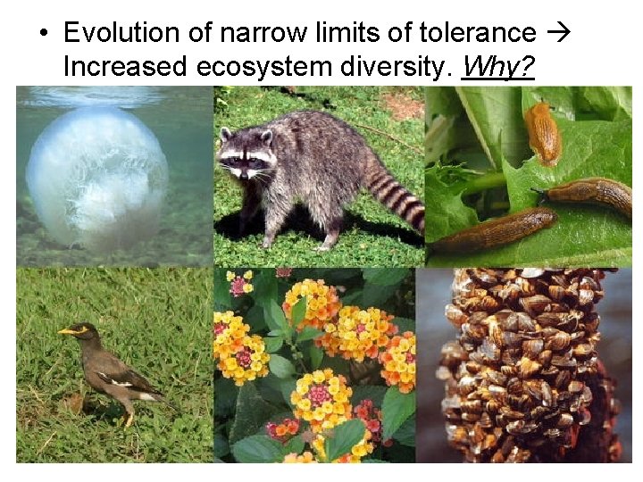  • Evolution of narrow limits of tolerance Increased ecosystem diversity. Why? 
