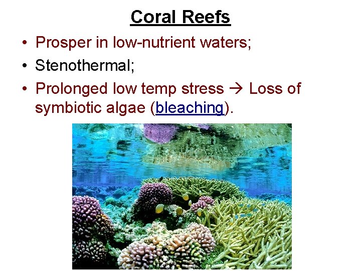 Coral Reefs • Prosper in low-nutrient waters; • Stenothermal; • Prolonged low temp stress