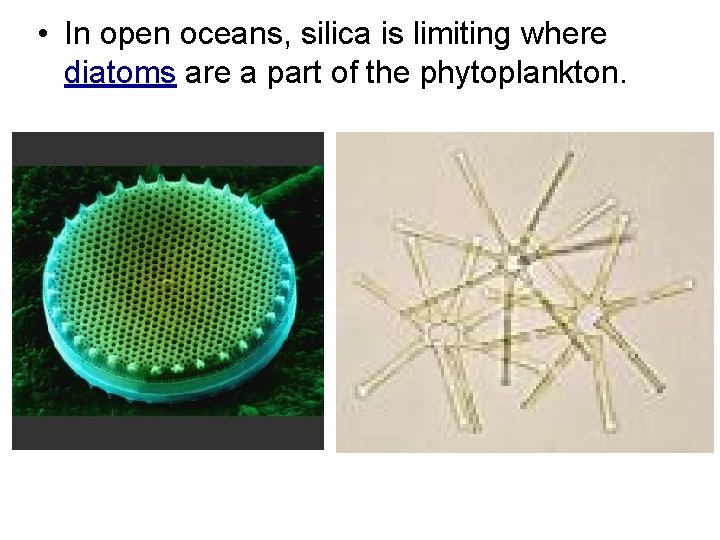  • In open oceans, silica is limiting where diatoms are a part of