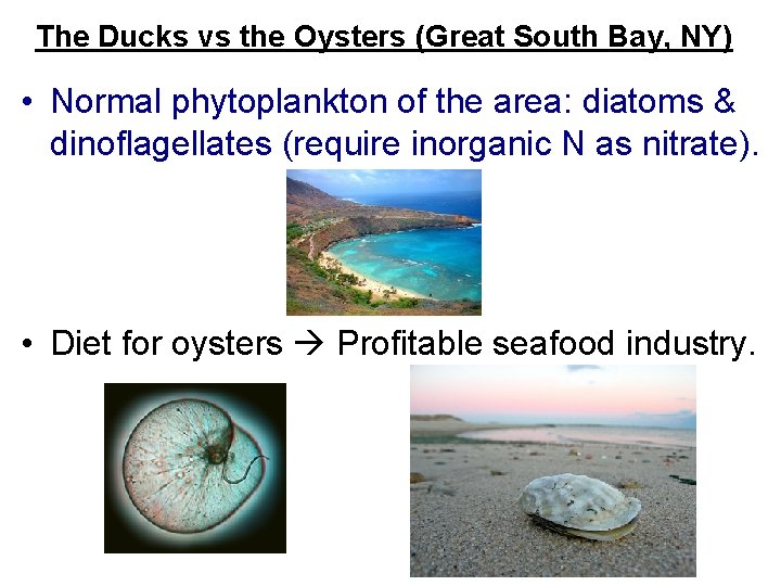 The Ducks vs the Oysters (Great South Bay, NY) • Normal phytoplankton of the