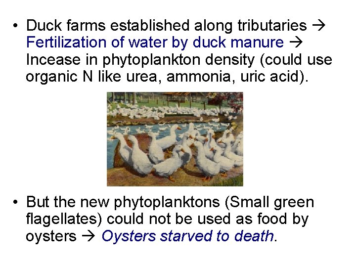  • Duck farms established along tributaries Fertilization of water by duck manure Incease
