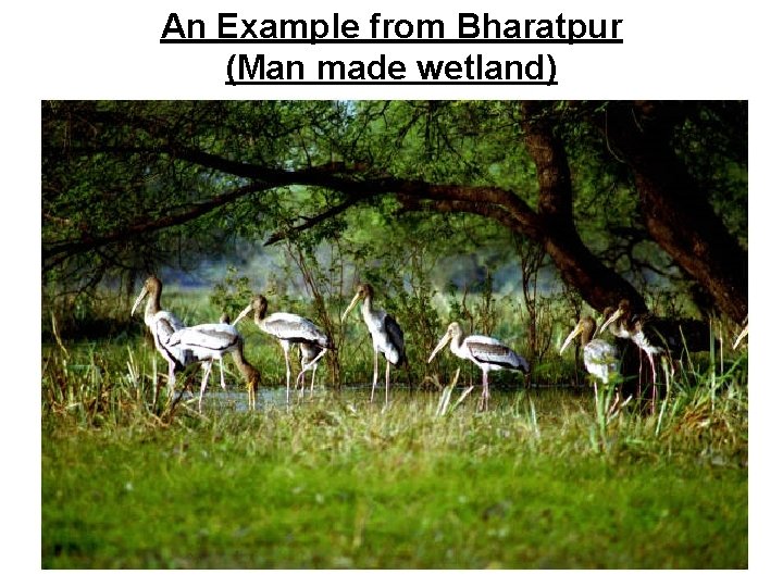 An Example from Bharatpur (Man made wetland) 