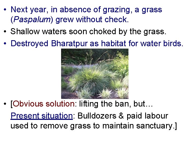 • Next year, in absence of grazing, a grass (Paspalum) grew without check.