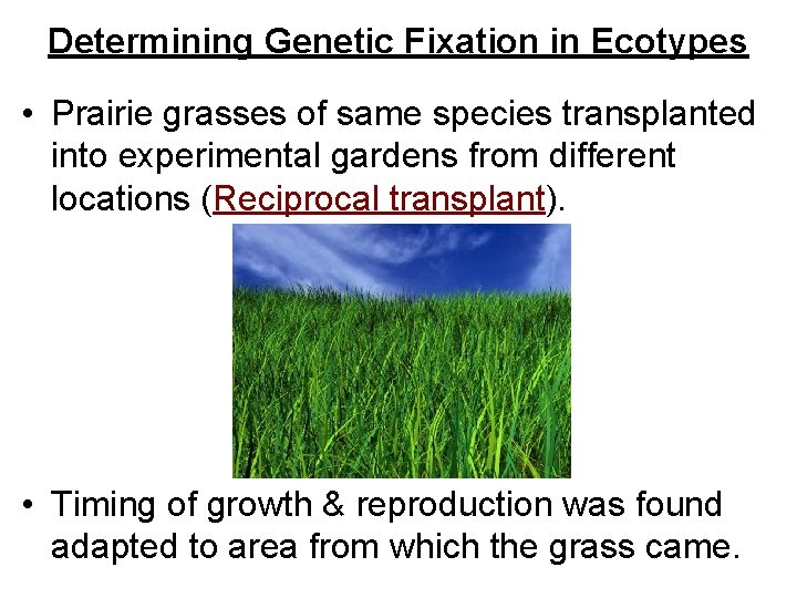 Determining Genetic Fixation in Ecotypes • Prairie grasses of same species transplanted into experimental