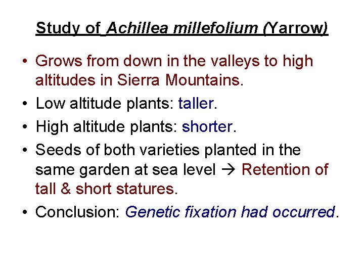 Study of Achillea millefolium (Yarrow) • Grows from down in the valleys to high